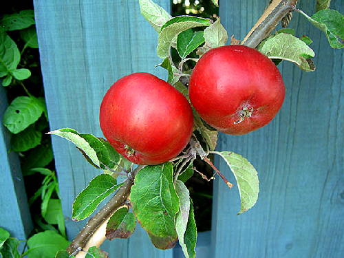 Cordon Apples, Devonshire Quarenden