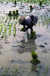 Woman Planting Rice, Tamil Nadu